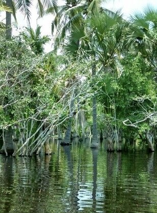 Manglar en la Ventanilla ubicado en el estado de Oaxaca_ 5